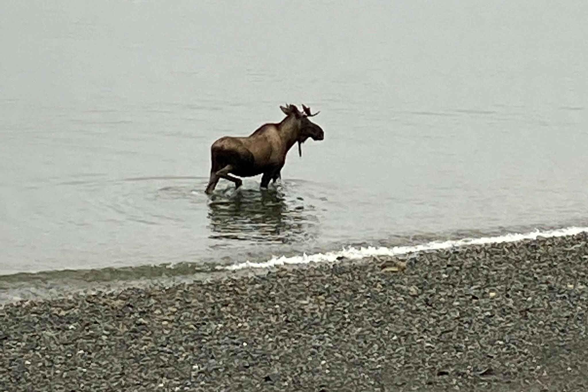 A moose was spotted swimming off Lena Point Friday morning. A rare sighting in Juneau, residents quickly posted pictures of the animal to social media. (Courtesy photo / Jo Ann Forst)