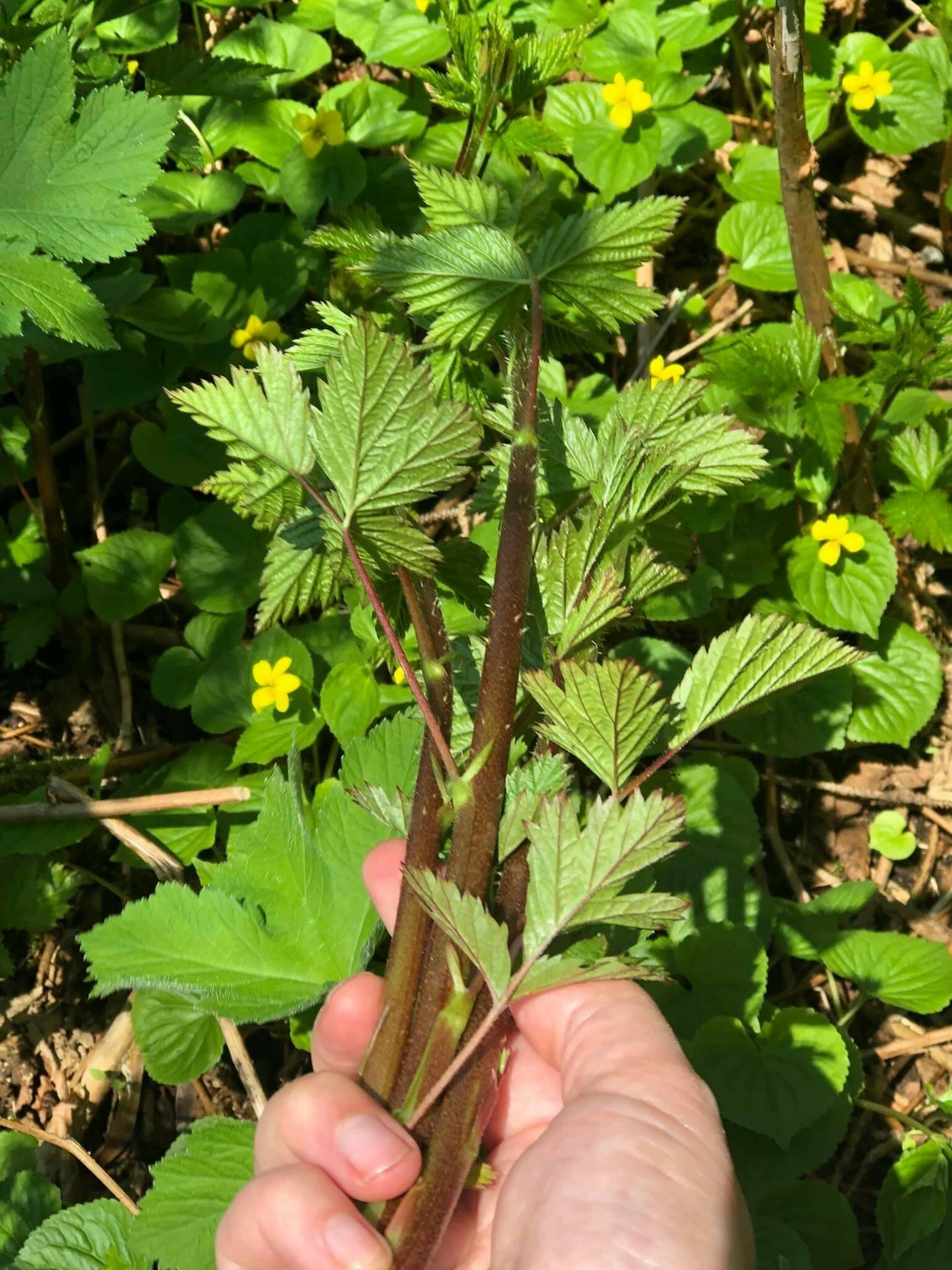This photo shows salmonberry shoots.