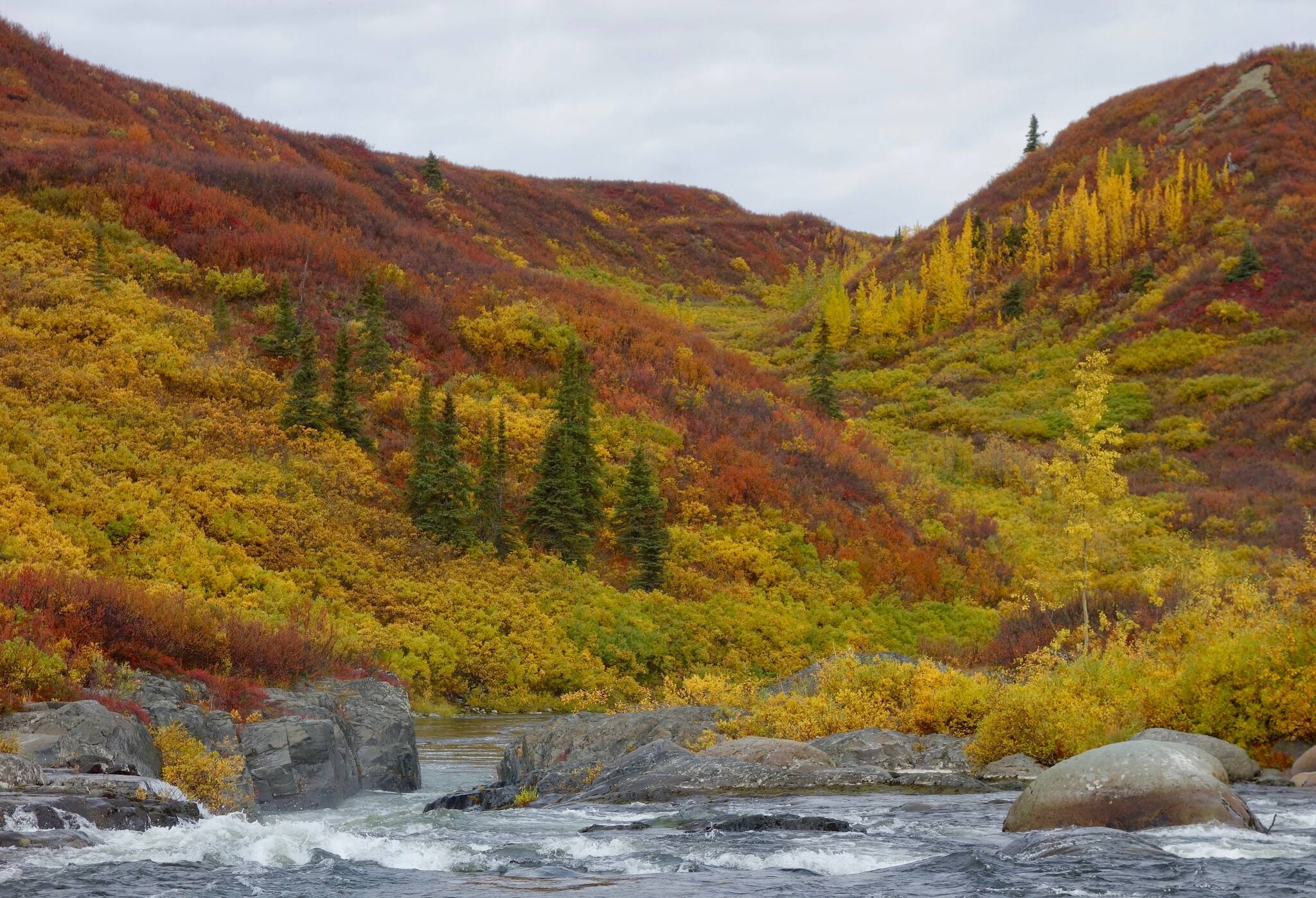This photo shows the colors of deciduous trees and bushes on the upper Delta River in Interior Alaska. (Courtesy Photo / Ned Rozell)
