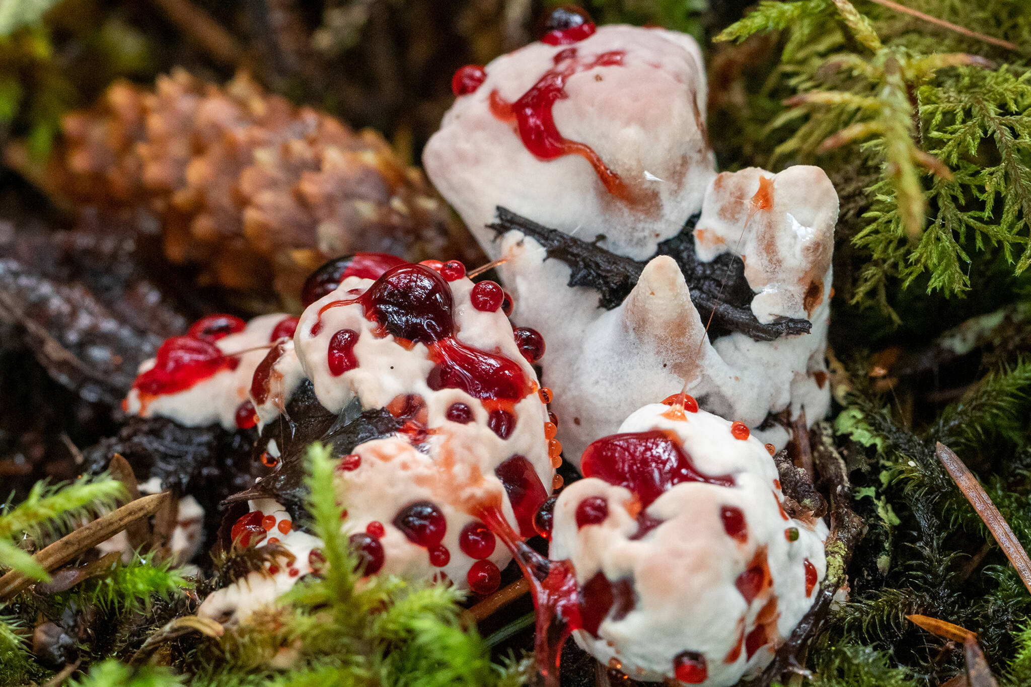 The bleeding tooth fungus is readily recognized when mature, with the watery red bubbles on the surface. (Courtesy Photo / Kerry Howard)