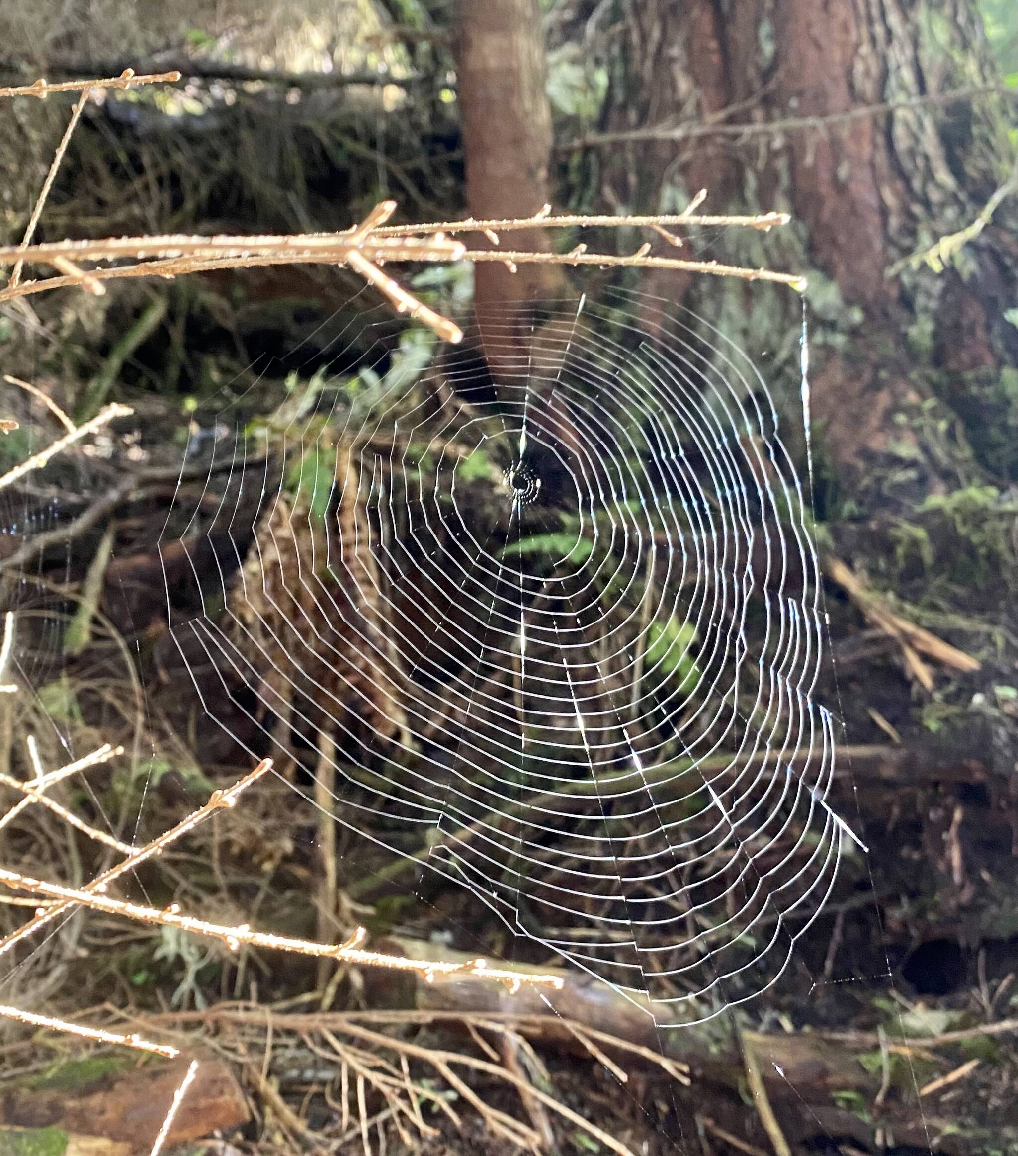 This photo shows a spider web in Craig on Oct. 17. (Courtesy Photo / Marti Crutcher)