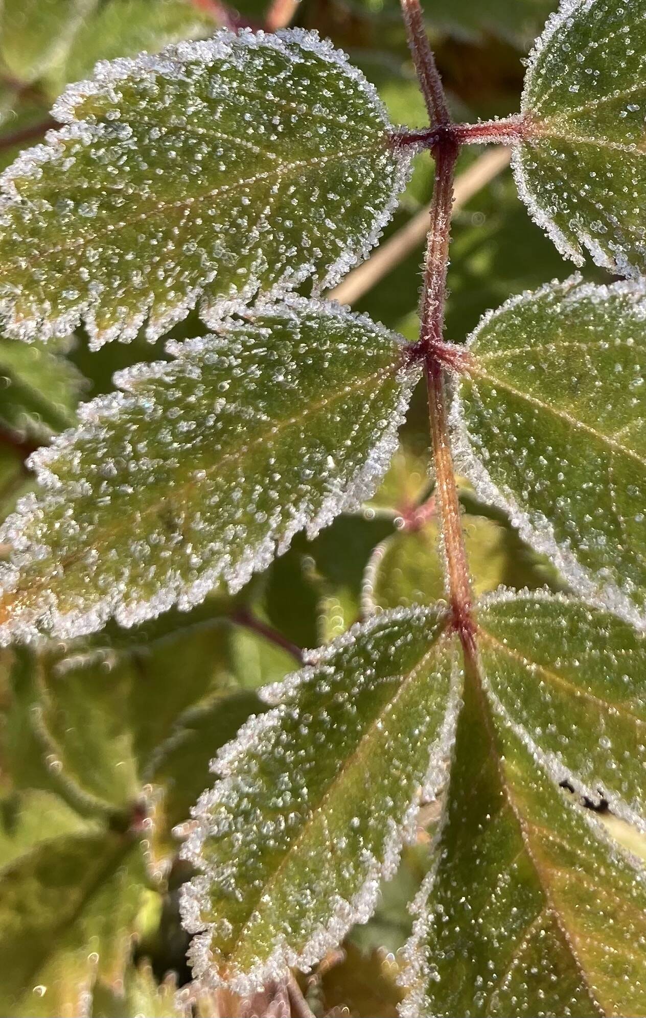 This photo shows the first frost of 2021. (Courtesy Photo / Deborah Rudis)
