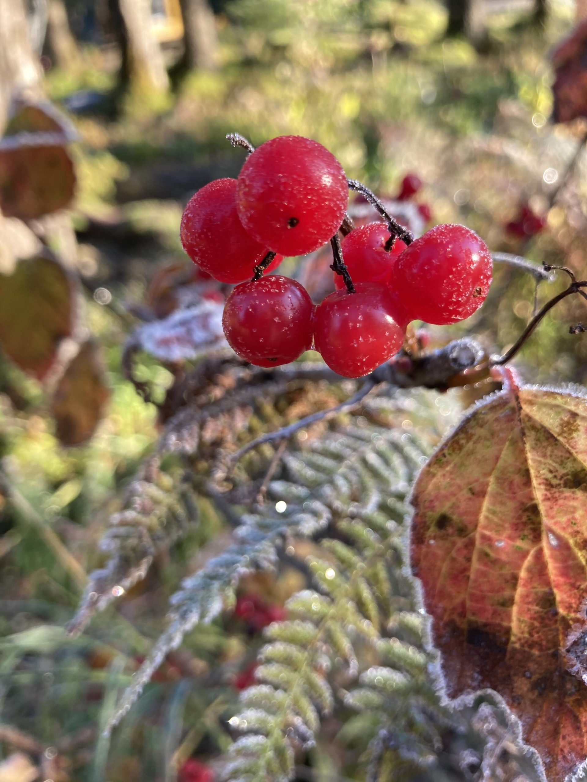 First frost on the high bush cranberry. (Courtesy Photo / Deborah Rudis)