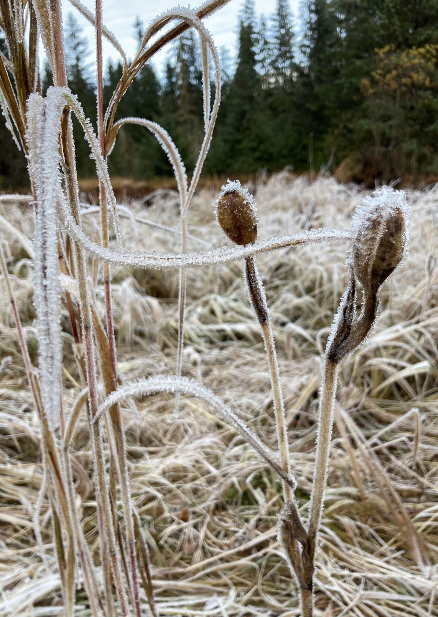 A frosty meadow is seen on the Boy Scout Beach Trail on Oct. 17. (Courtesy Photo / Deborah Rudis)