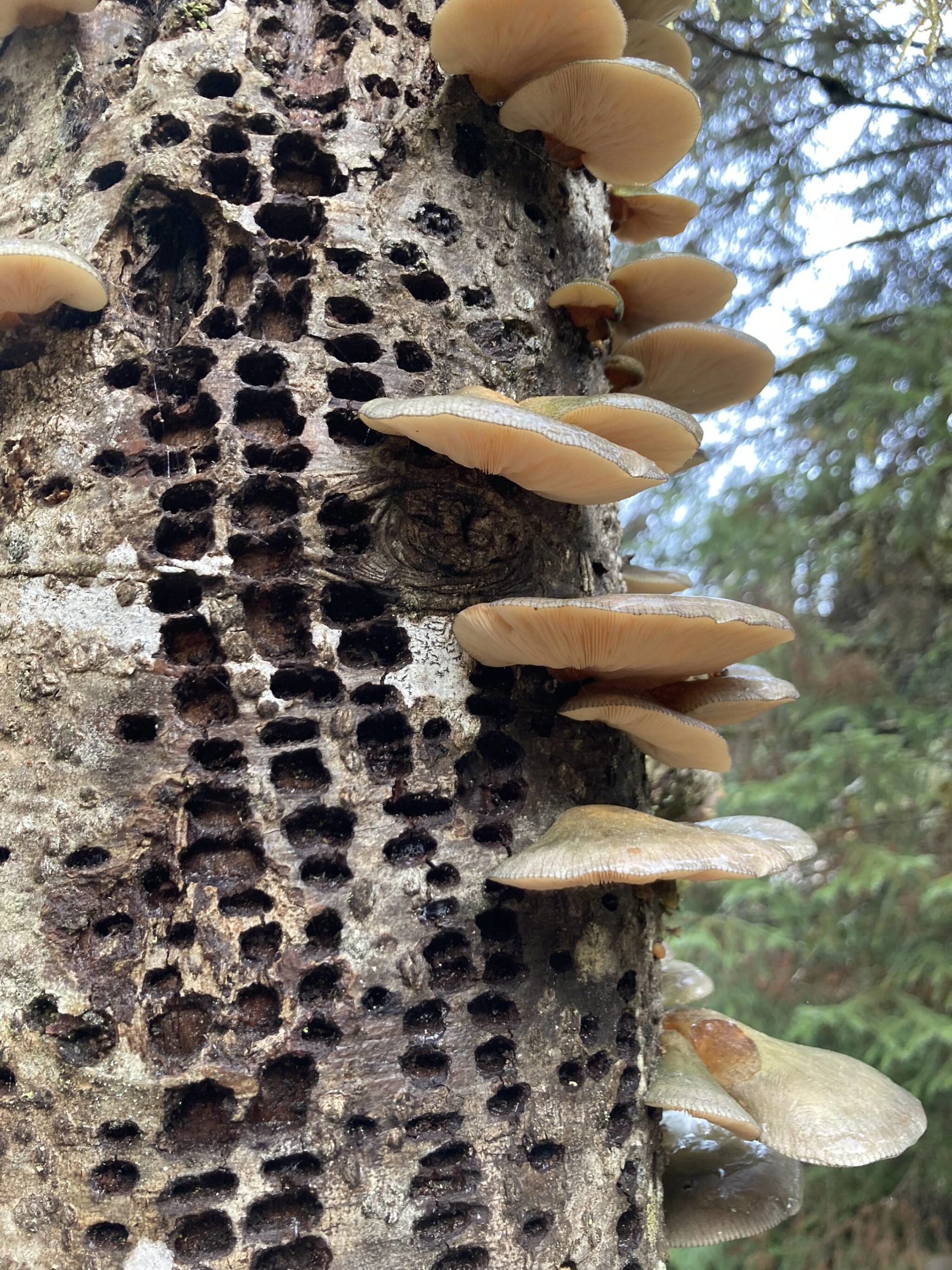 This photo shows frozen fungus and sapsucker holes. (Courtesy Photo / Deborah Rudis)