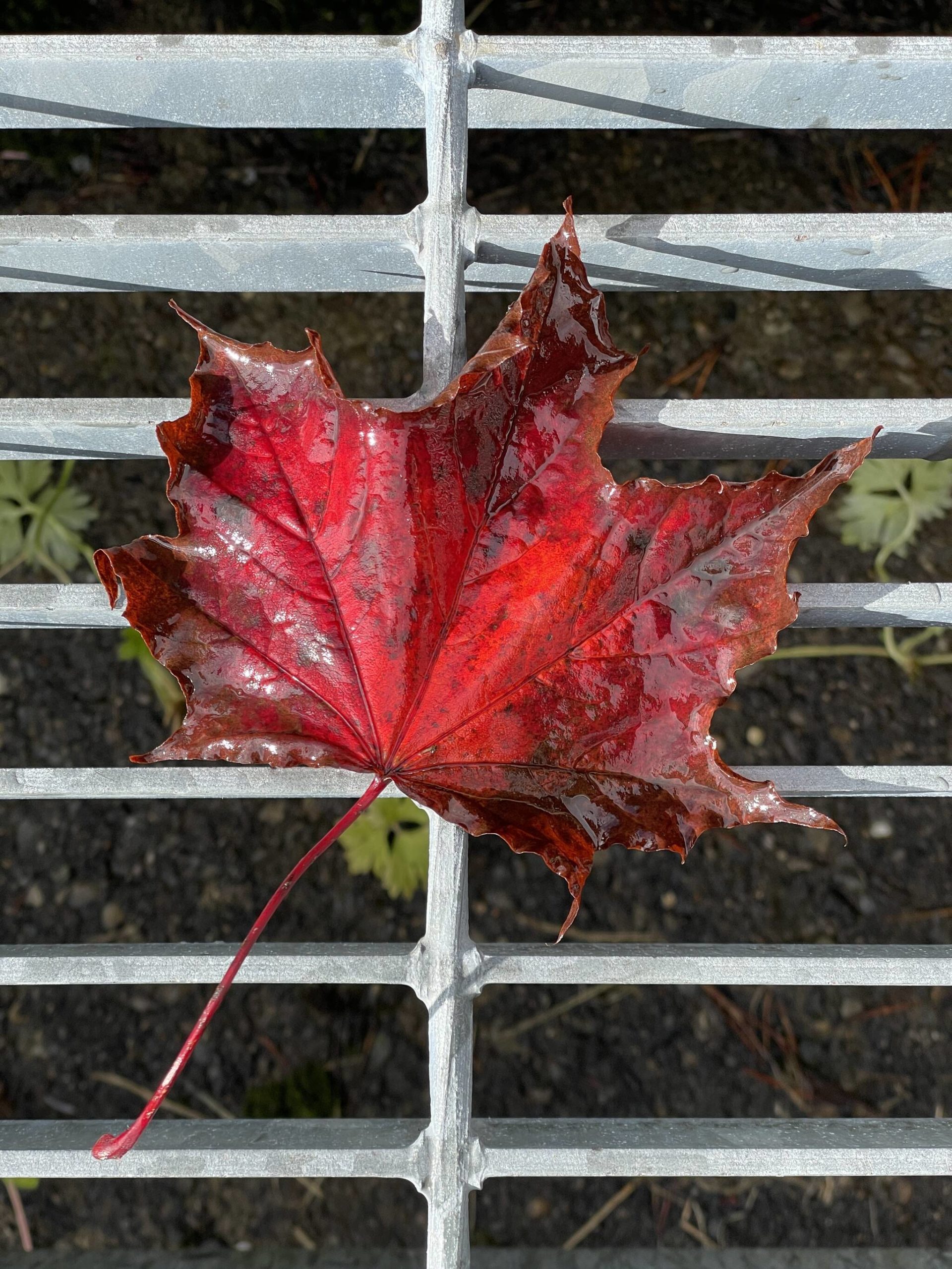 A red leaf stands out against metal grating along the East Glacier Trail on Oct. 2. (Courtesy Photo / Deana Barajas)