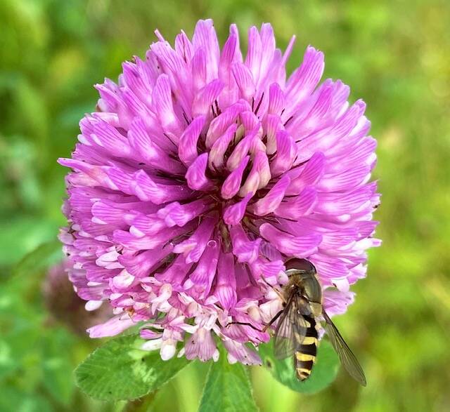 A bee pays a visit to a blooming clover seen near Twin Lakes on Sept. 27. (Courtesy Photo / Denise Carroll)