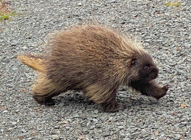 A large porcupine shuffles across the lower loop at Eaglecrest on Sept. 26. (Courtesy Photo / Denise Carroll)