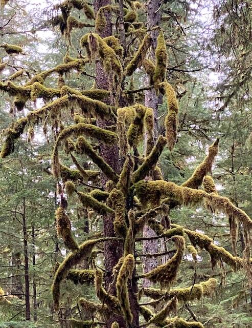 In Juneau‘s temperate rainforest evergreen trees’ branches sport thick coats of moss as seen along Windfall Lake Trail on Sept. 29. (Courtesy Photo / Denise Carroll)