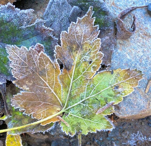 An autumn maple leaf gets the first taste of frost on Perseverance trail in early October. (Courtesy Photo / Denise Carroll)