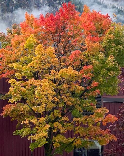This photo shows a maple tree in all its autumnal glory near Centennial Hall on Oct. 10, 2021. (Courtesy Photo / Denise Carroll)