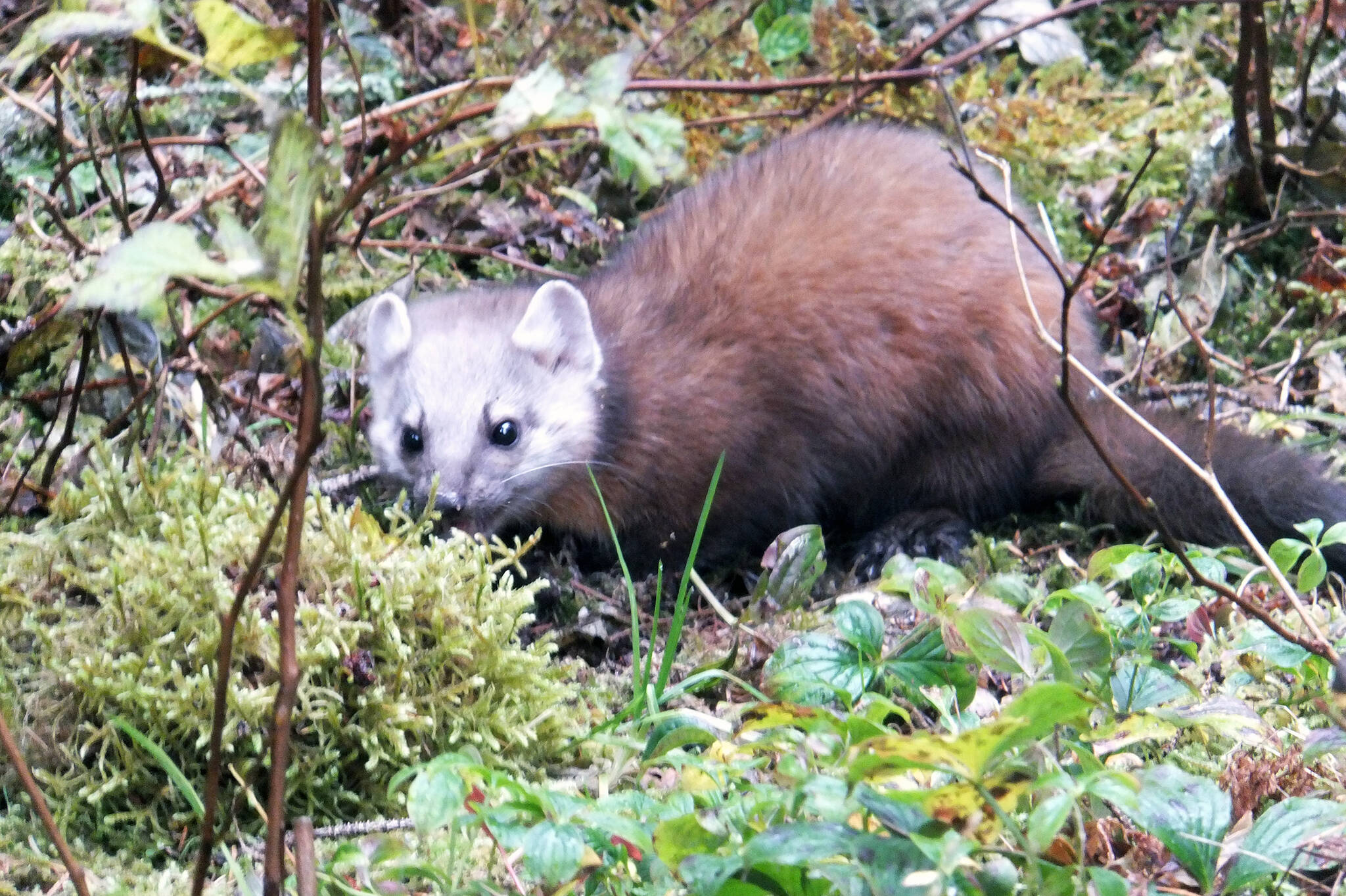 This photo shows a marten on Admiralty Island on Oct. 25. (Courtesy Photo / Gary Miller)