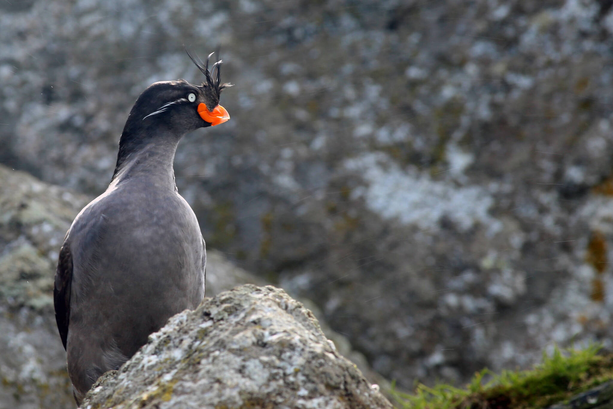 Images: 1. A crested auklet, a seabird that breeds on the islands of western Alaska including the Aleutians.(Courtesy Photo / Hector Douglas)