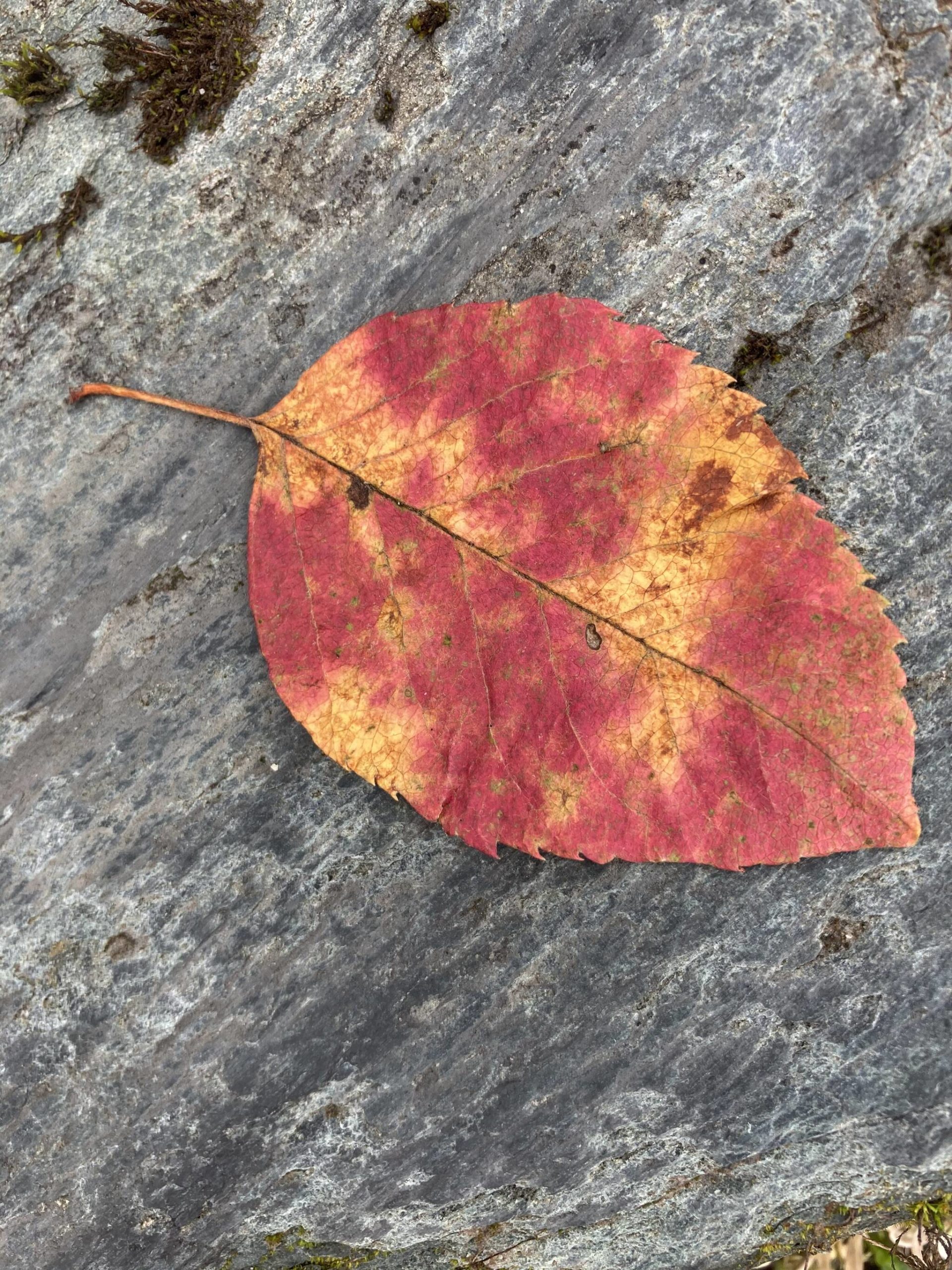 A single crabapple leaf offers varied bright colors. (Courtesy Photo / Mary F. Willson)