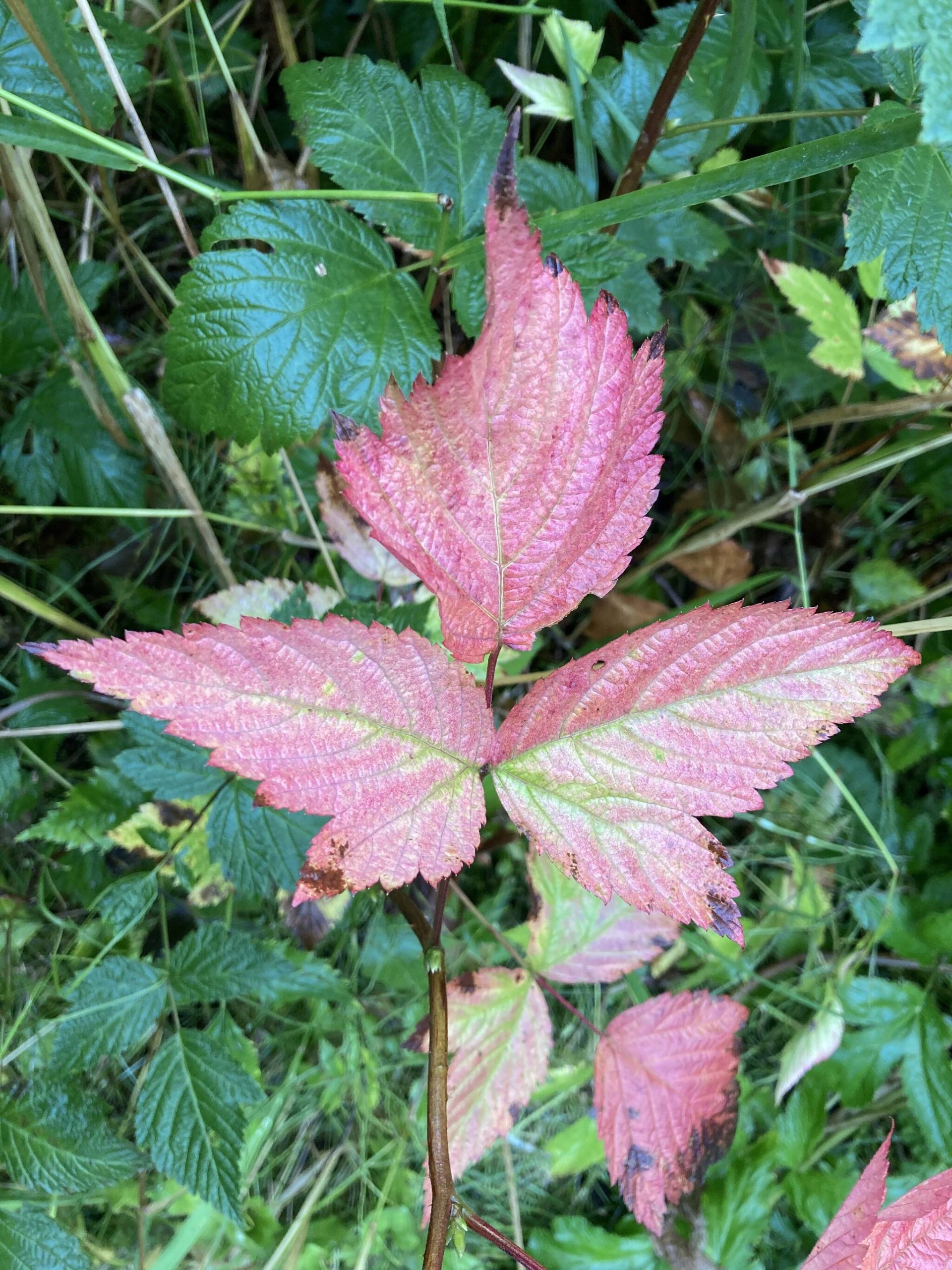 Salmonberry leaves of unusual color on one cane; nearby canes bore green leaves.(Courtesy Photo / Mary F. Willson)