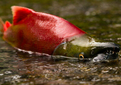 A male sockeye salmon spawns in Bristol Bay. (Courtesy Photo / Jonny Armstrong)