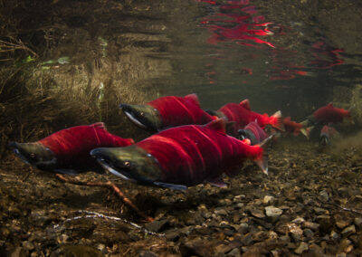 This photo shows spawning male sockeye in Bristol Bay. Photo by Jonny Armstrong. (Courtesy Photo / Jonny Armstrong)