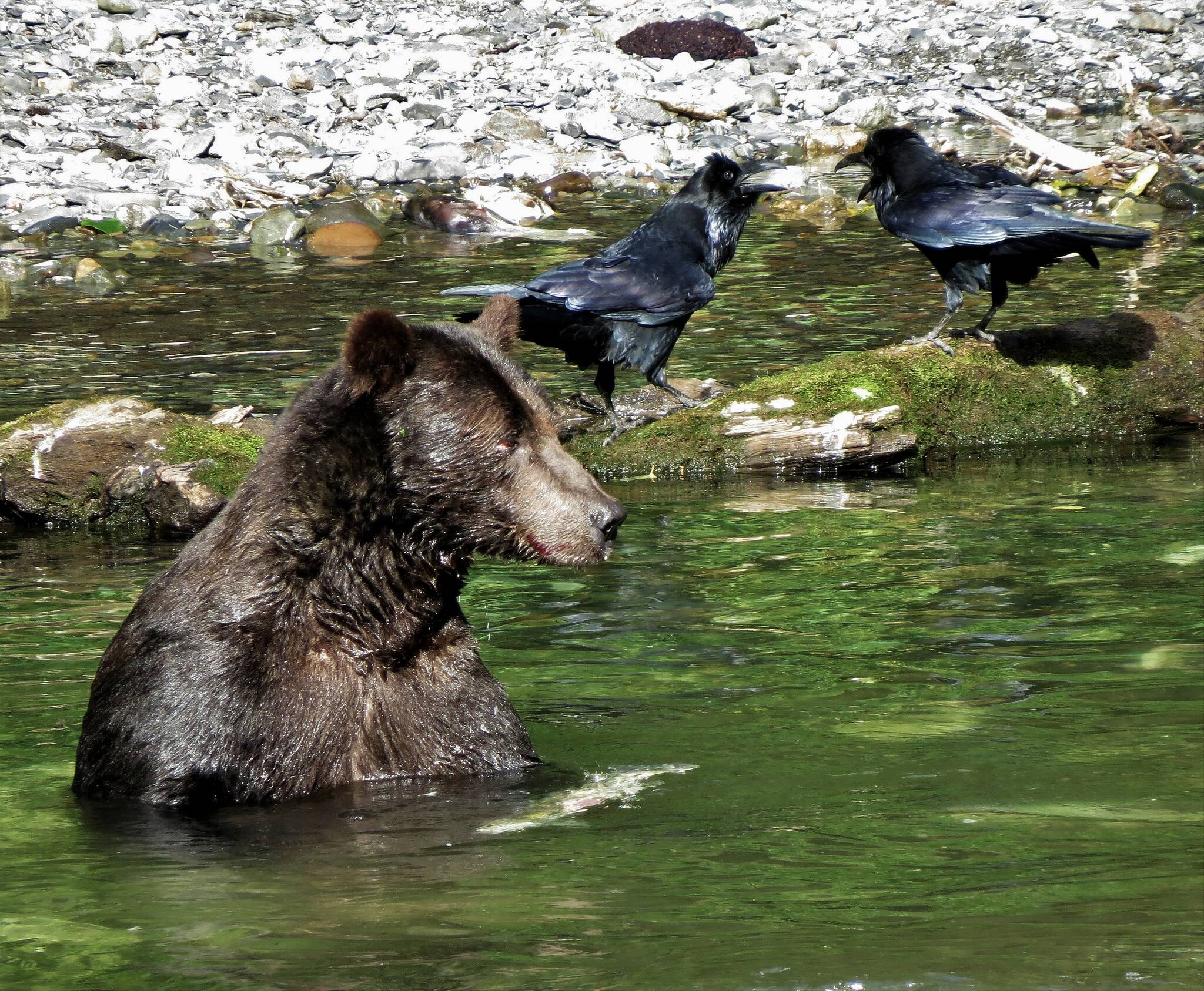 A brown bear fishes for salmon on Chichagof Island. (Courtesy Photo / Bjorn Dihle)