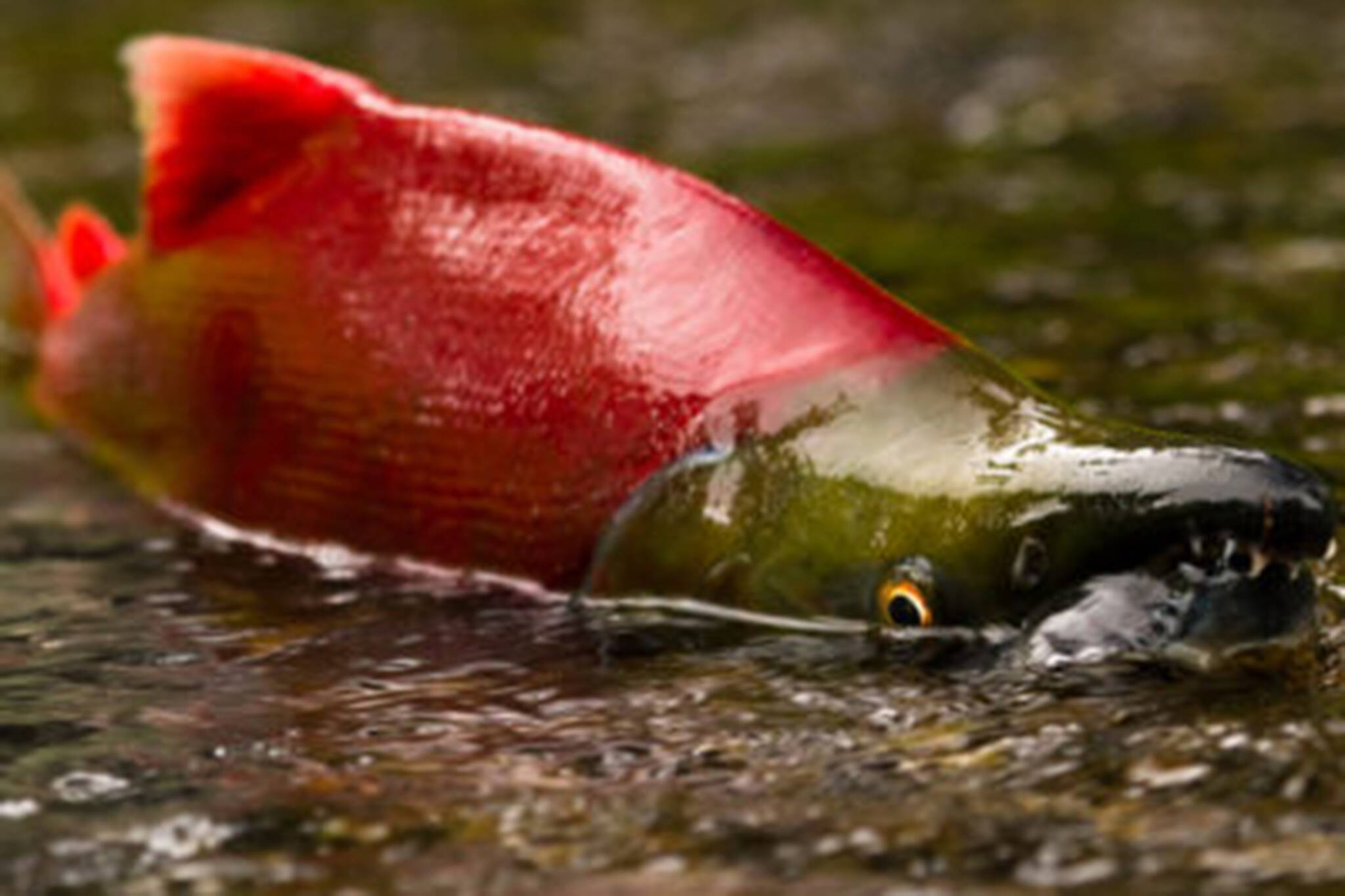A male sockeye salmon spawns in Bristol Bay. (Courtesy Photo / Jonny Armstrong)