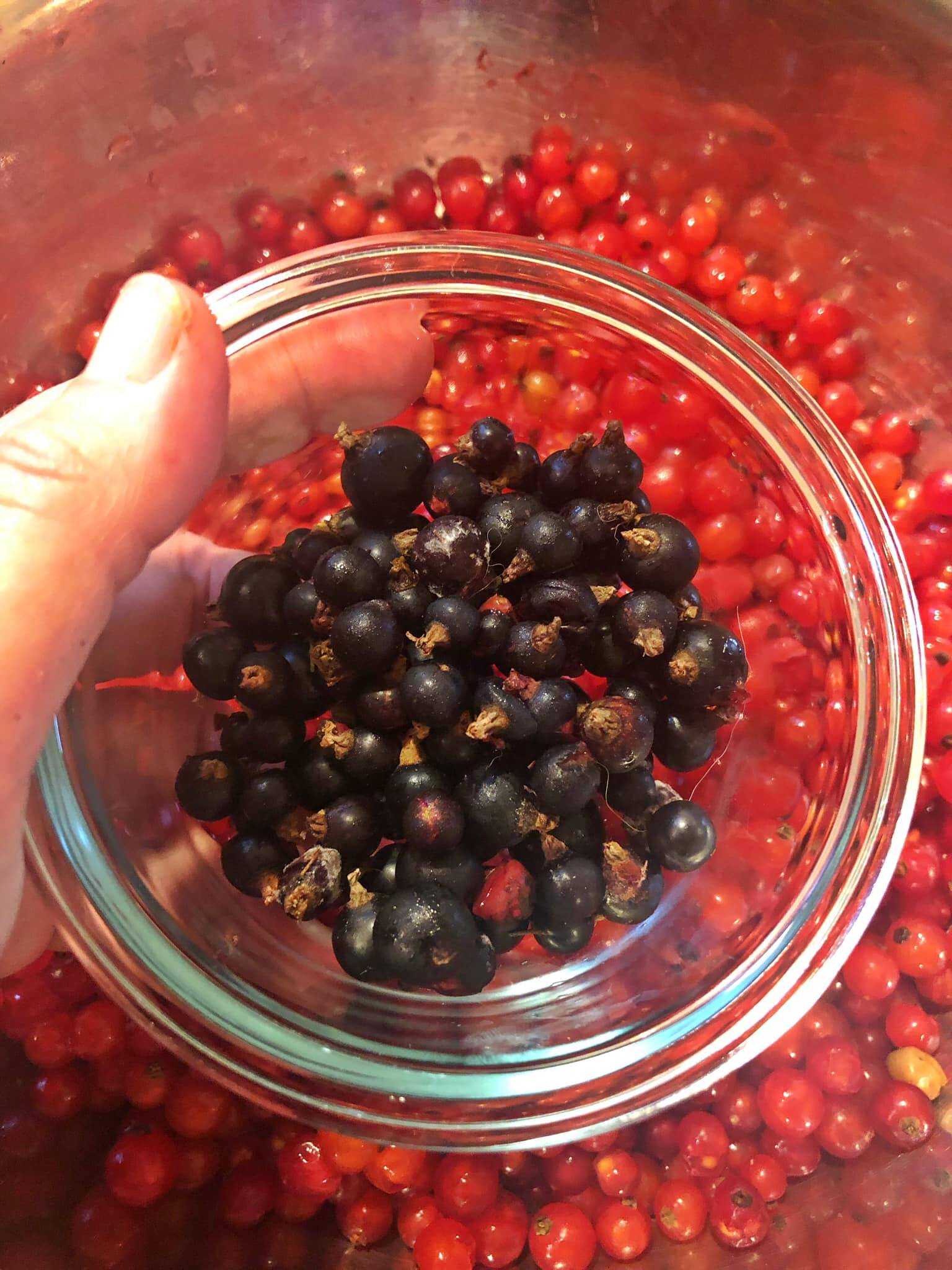 Black currants and red currants mix to make a currant jelly blend. (Vivian Mork Yeilk’ / For the Capital City Weekly)