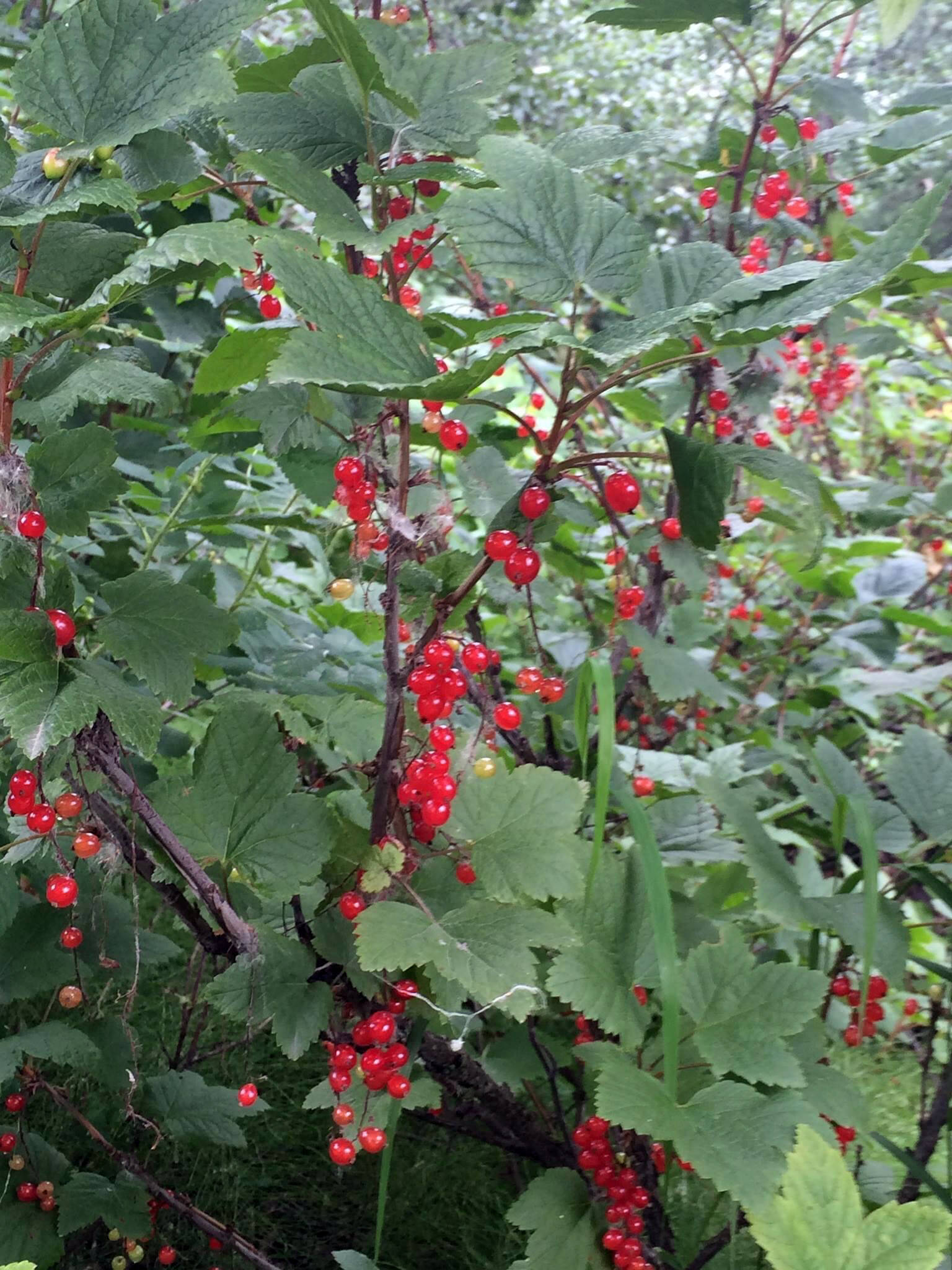 Red currant berries grow in Juneau. (Vivian Mork Yeilk’ / For the Capital City Weekly)