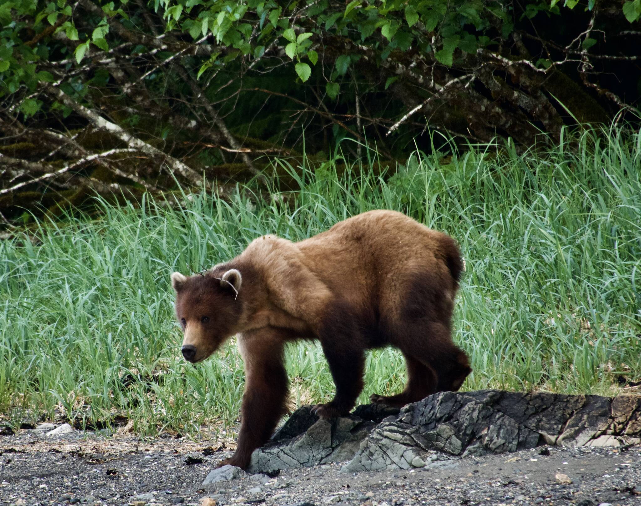 A brown bear in Mole Harbor, at the beginning of the trail system on the Cross-Admiralty Canoe Route. (Courtesy Photo / Bjorn Dihle)