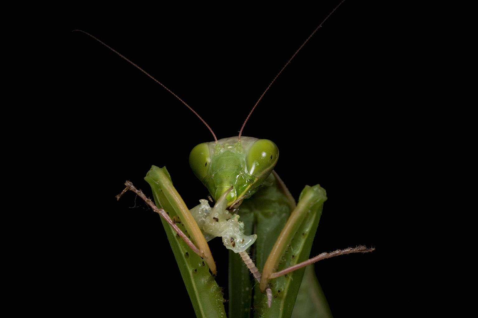 A praying mantis eats the remnants of its mate. In most cases, females that are cannibalistic gain reproductive advantages by laying larger, bigger eggs that survive better than those of non-cannibalistic females. Therefore their deceased mates also gain reproductive advantages.(Oliver Koemmerling / Wikimedia)