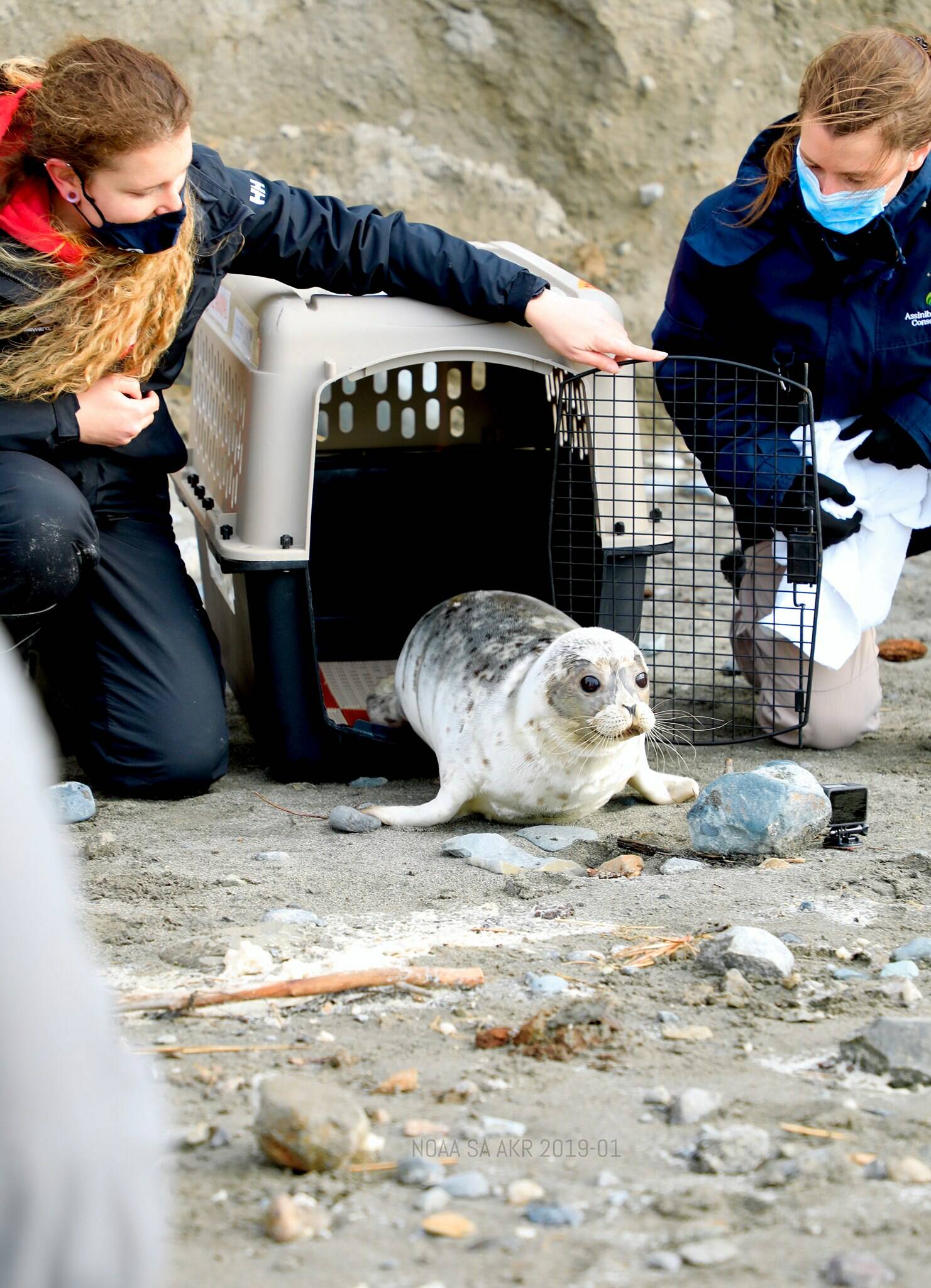 U.S. Fish and Wildlife Service volunteers release a seal pup rehabilitated at the Alaska SeaLife Center into the wild. (Courtesy photo / ASC)