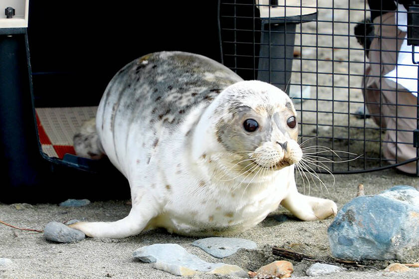 U.S. Fish and Wildlife Service volunteers release a seal pup rehabilitated at the Alaska SeaLife Center into the wild. (Courtesy photo / ASC)