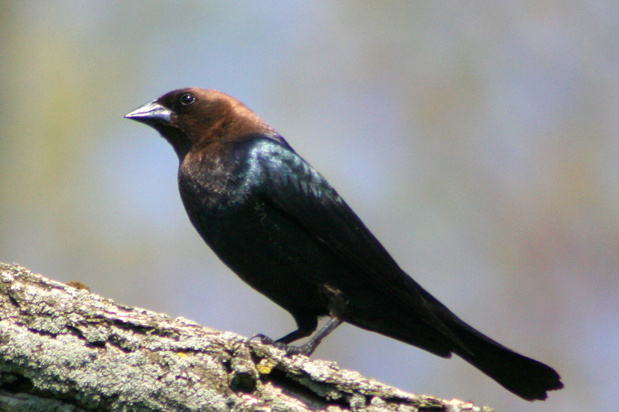 This photo shows a brown-headed cowbird. Adult brown-headed cowbirds in North America practice brood parasitism in which they remove eggs from a host nest and replace them with eggs of their own. (Courtesy Photo / DonaldRMiller Photography, Wikimedia)