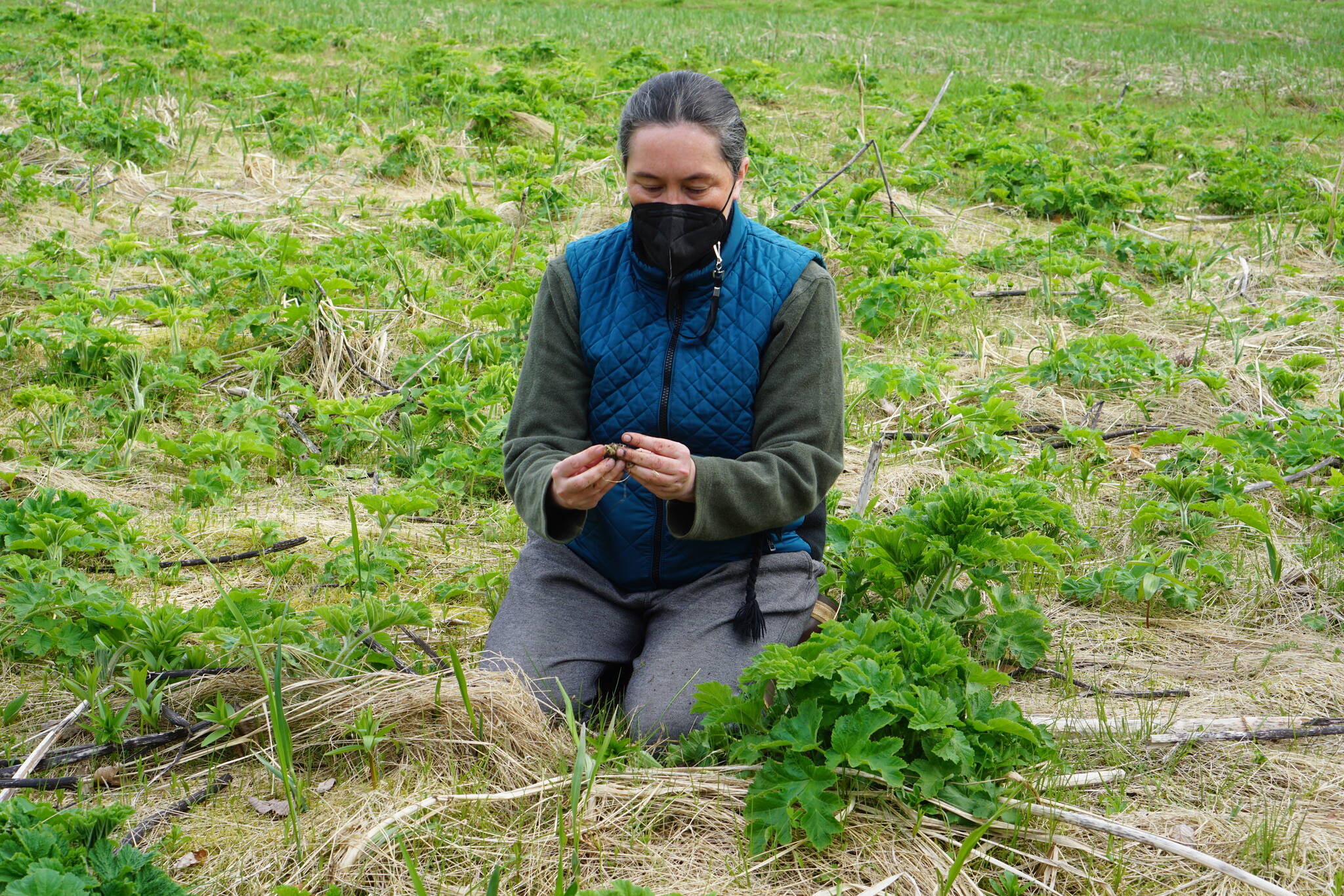 In May, Yéilk Vivian Mork of Planet Alaska organized Stewards of the Land a traditional plants symposium in Juneau to share knowledge, passion, and respectful harvesting practices of traditional plants as food and medicine. (Courtesy Photo / Jennifer Nu)