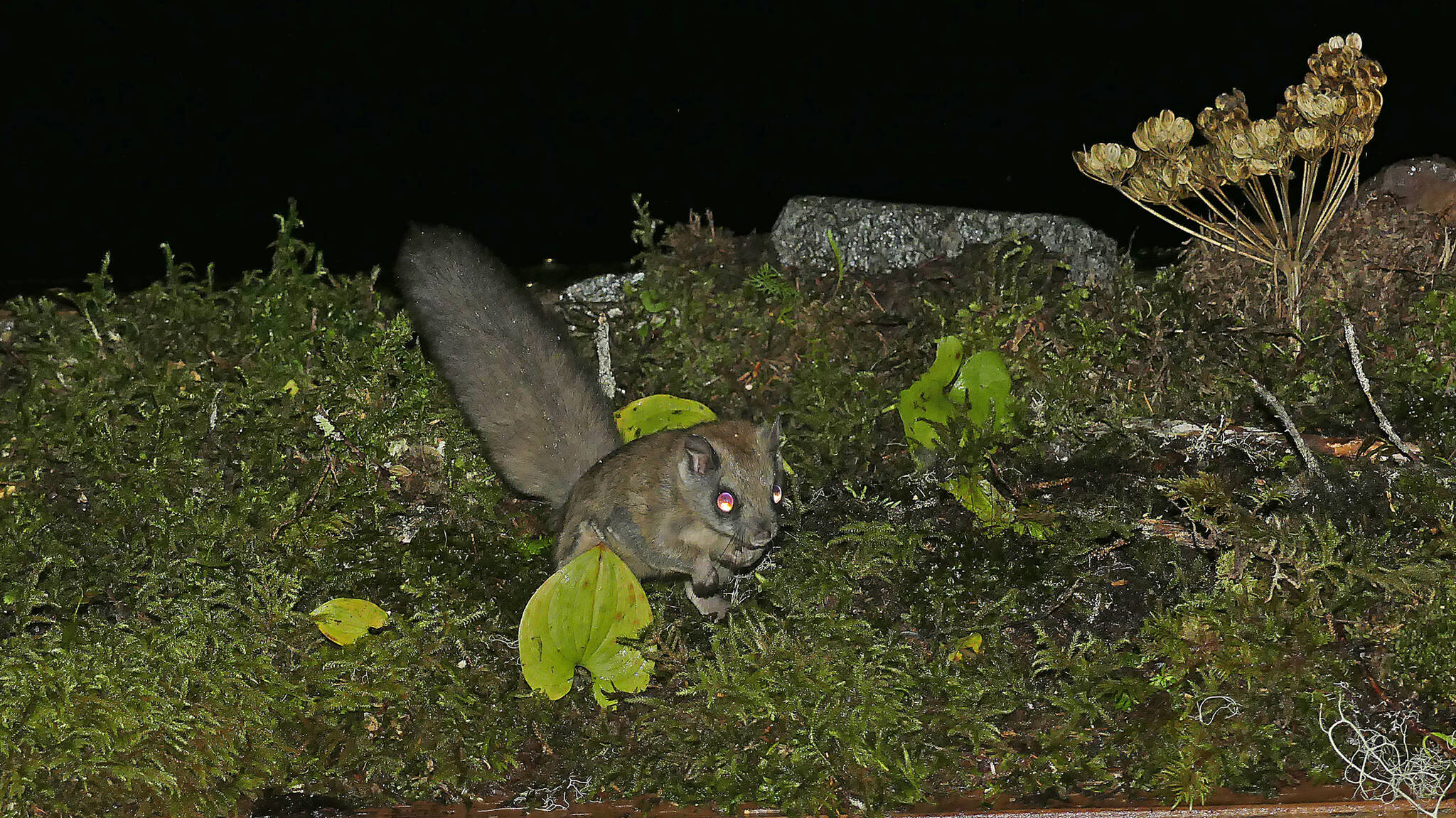 A flying squirrel holds a truffle in this undated photo. In the western forests of North America, fungal spores can be dispersed by deer and mountain goats and many kinds of rodents, including chipmunks, red-backed voles, marmots, pikas, and others. But it seems that flying squirrels get the most notice (judging from the number of published reports). (Courtesy Photo / Bob Armstrong)