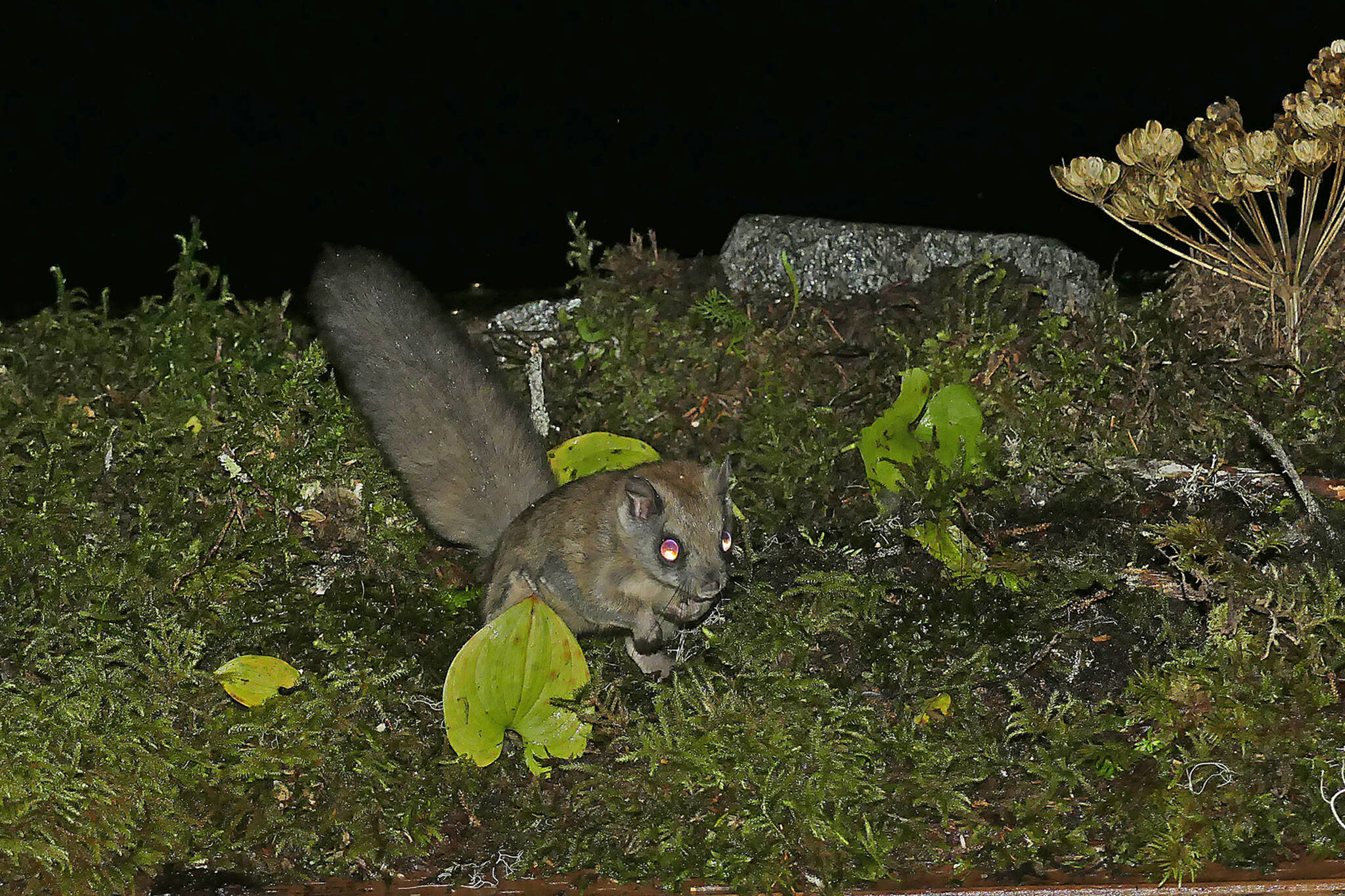 A flying squirrel digs for a truffle in this undated photo. (Courtesy Photo / Bob Armstrong)