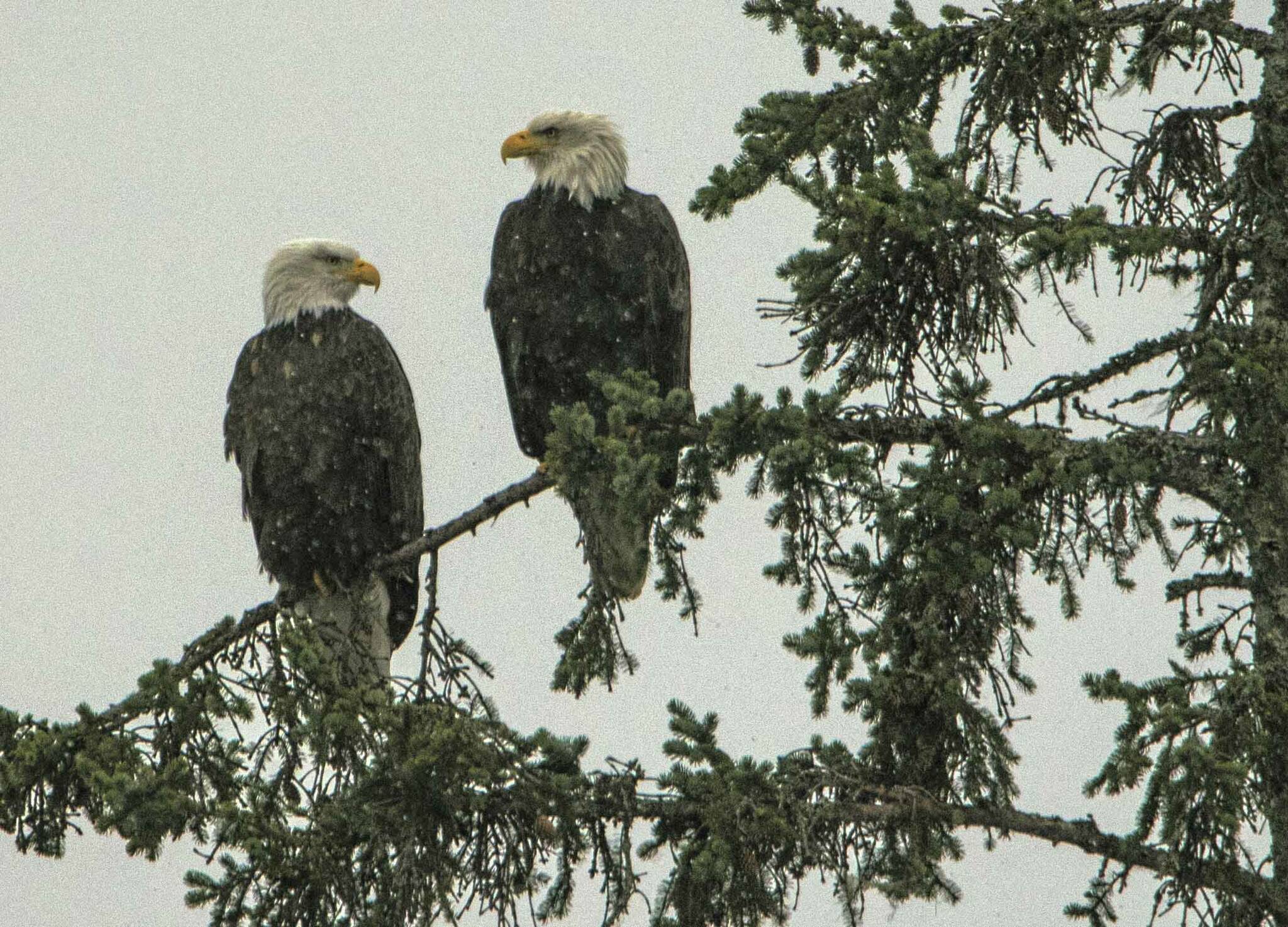 Two bald eagles reflect on winter Out the Road on Saturday, Nov. 27. (Courtesy Photo / Kenneth Gill, gillfoto)