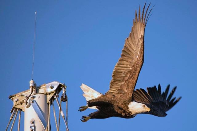 Bald Eagle takes flight from ship’s mast in Don D. Statter Harbor on Nov.1. (Courtesy Photo / Kenneth Gill, gillfoto)