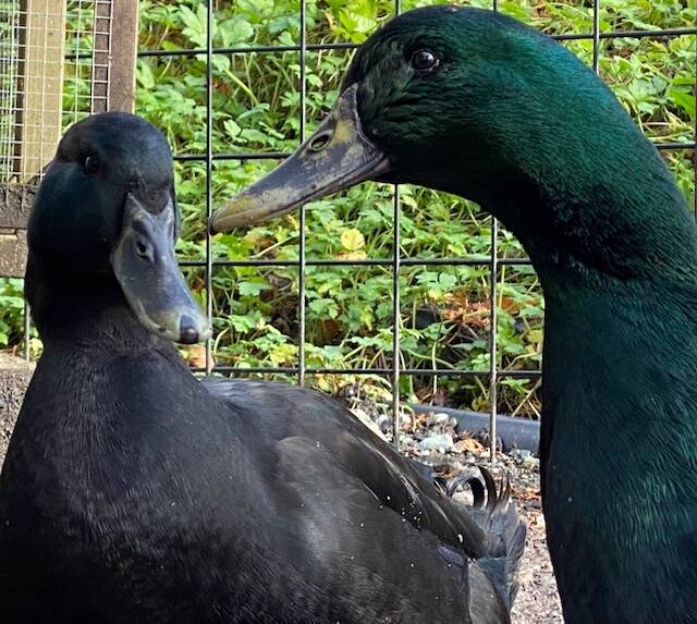 Two quackers chat it up in a downtown yard on Oct. 26. (Courtesy Photo / Denise Carroll)
