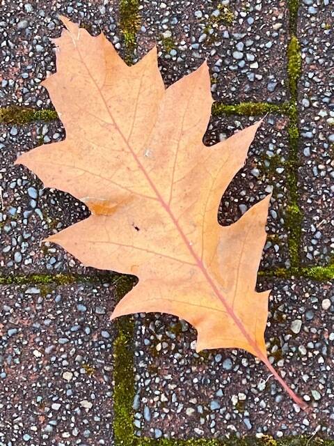 A northern red oak leaf is seen in Marine Park before the snowfall in early November.(Courtesy Photo / Denise Carroll)