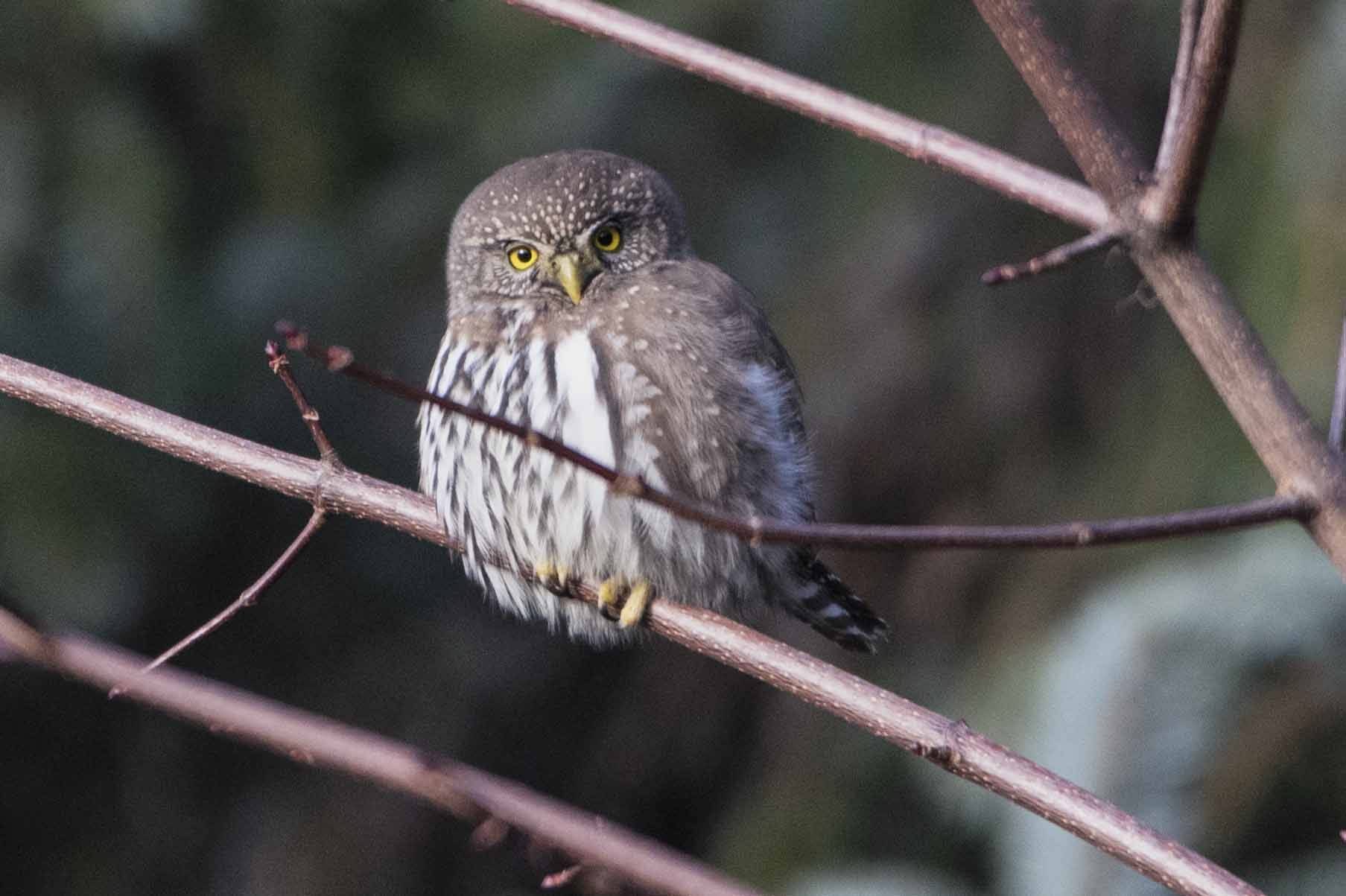 A northern pygmy owl appears from the woods on Nov. 15. (Courtesy Photo / Kenneth Gill, gillfoto)