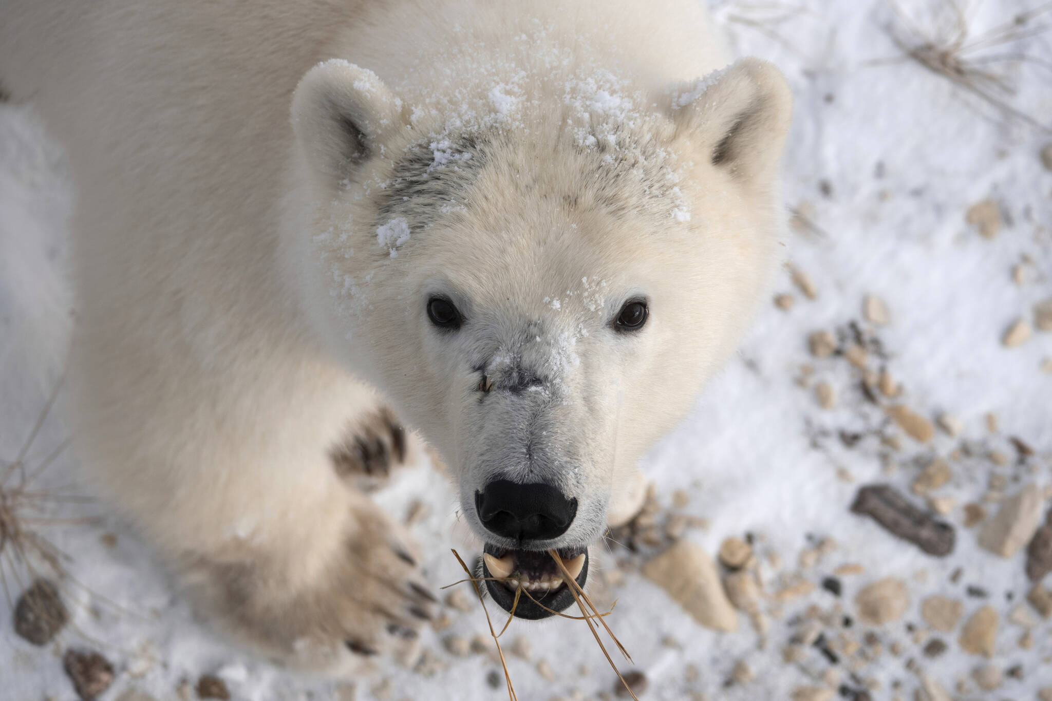 This 2020 photo provided by Polar Bears International shows a polar bear in Churchill, Manitoba, Canada during migration. At risk of disappearing, the polar bear is dependent on something melting away on our warming planet: sea ice. (Kieran McIver/Polar Bears International via AP)