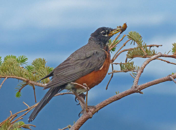An American robin perches on a branch, with toes loosely curled. (Courtesy Photo / Bob Armstrong)