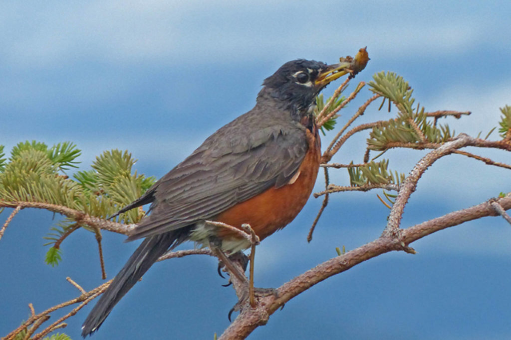 On the Trails: Why don’t birds fall off their perches?