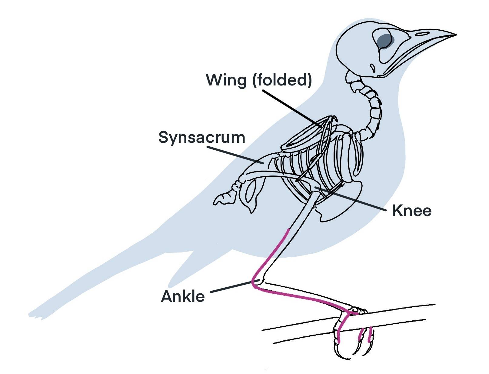 This diagram shows the tendon (in color) that attaches the toes to muscles higher up on the leg, passing around the ankle; when the bird bends the ankle, the tendon tightens the toes. (Courtesy Image / K.M. Hocker)