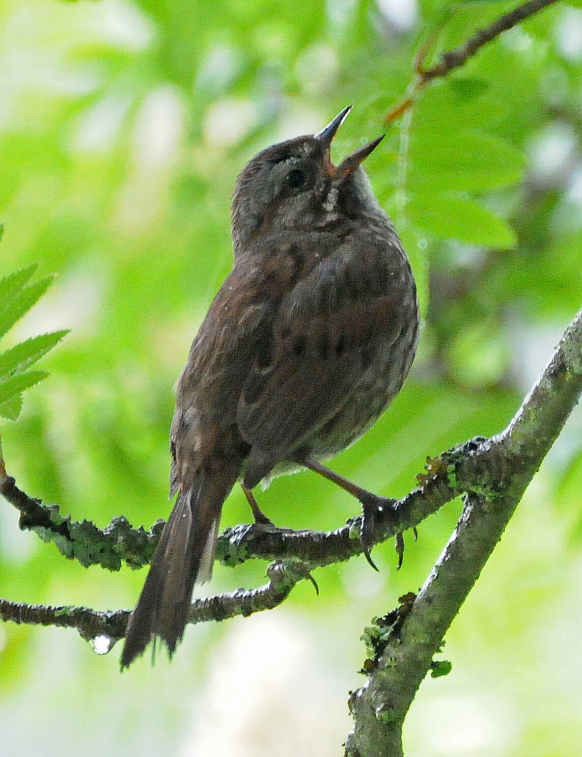 A song sparrow perched on a branch, with toes not curled (Courtesy Photo / Bob Armstrong)