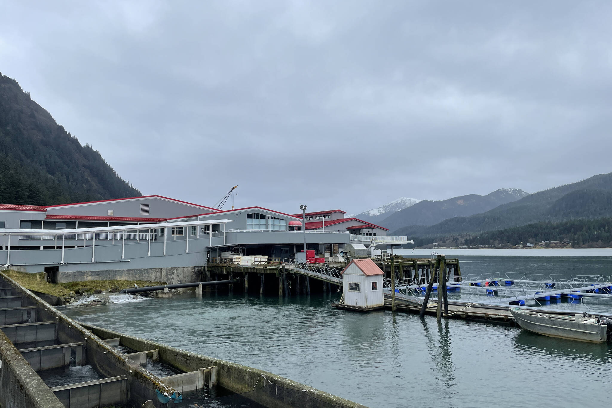 Douglas Island Pink and Chum had a better year than 2020, and things appear to be improving for next year, said hatchery employees. (Michael S. Lockett / Juneau Empire)
