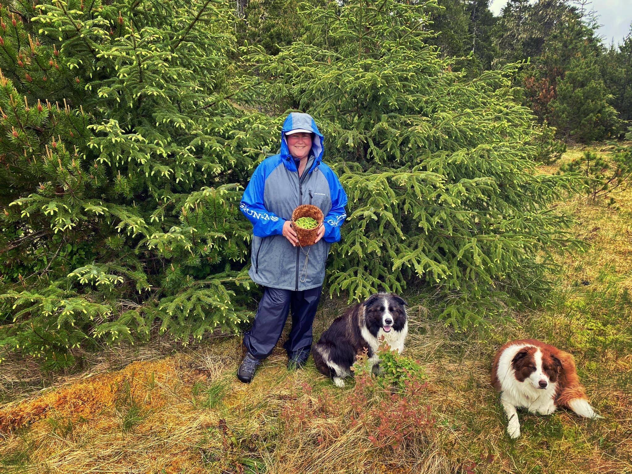 Vivian Faith Prescott picks spruce tips in the rainforest, with Kéet and Oscar in Wrangell.