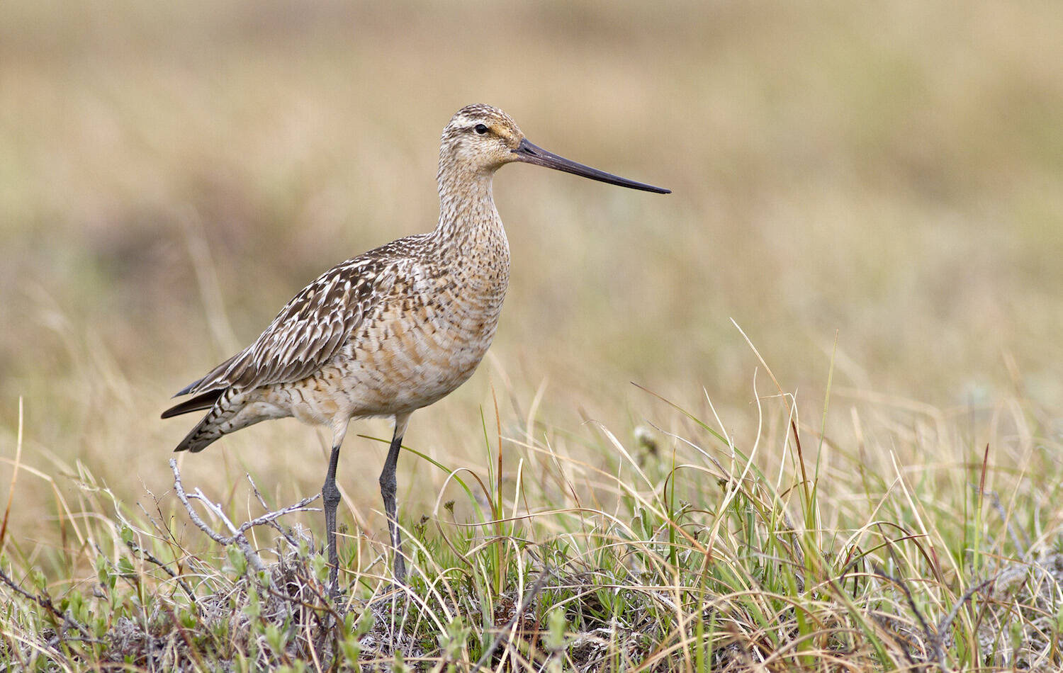 A bar-tailed godwit born in Alaska that undertakes one of the greatest non-stop migrations in the animal kingdom, often flying from Alaska straight to New Zealand in the fall. (Courtesy Photo / Zachary Pohlen.