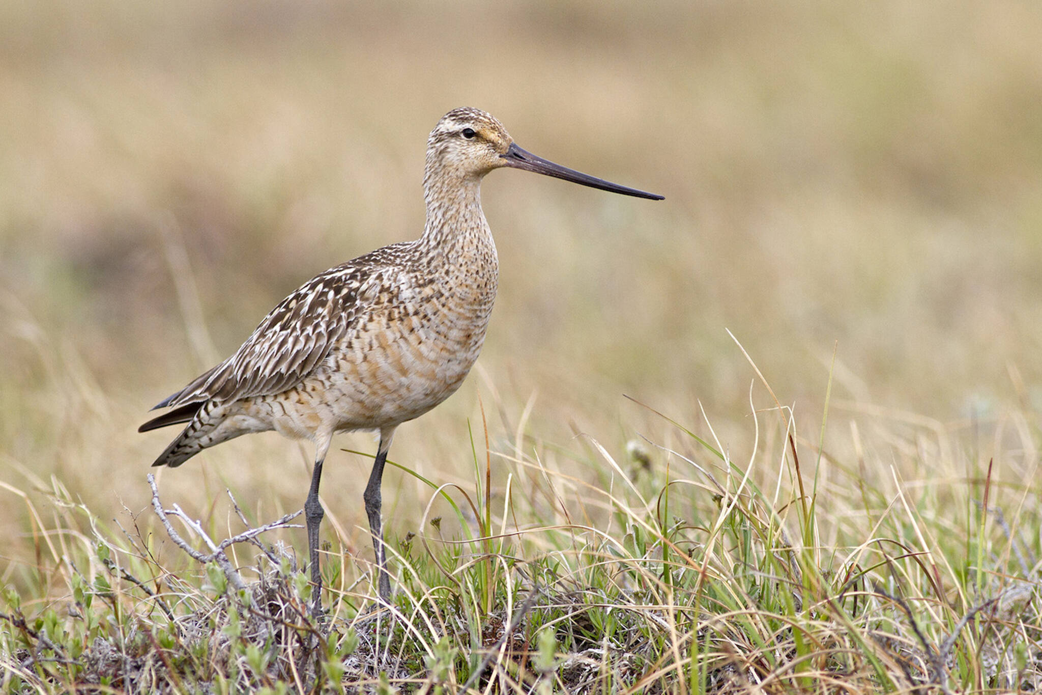 A bar-tailed godwit born in Alaska that undertakes one of the greatest non-stop migrations in the animal kingdom, often flying from Alaska straight to New Zealand in the fall. (Courtesy Photo / Zachary Pohlen)