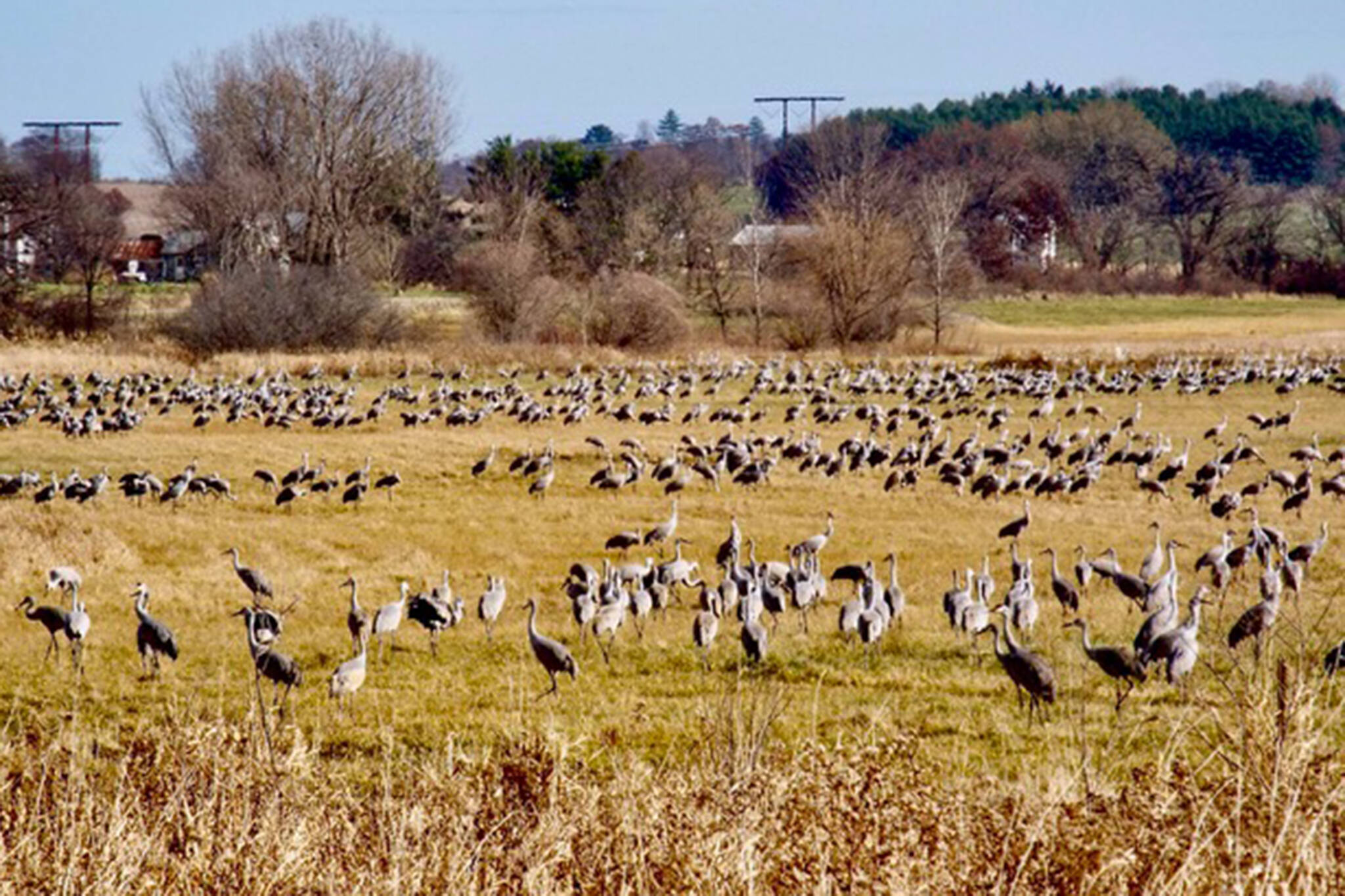 This photo shows sandhill cranes in a Southern Wisconsin field. "It’s always a big treat to see them," writes Mary F. Willson. (Courtesy Photo / J.S. Willson)