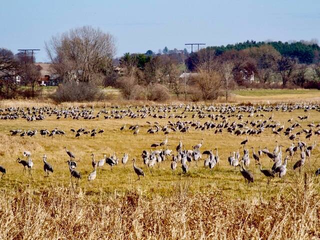 This photo shows sandhill cranes in a Southern Wisconsin field. “It’s always a big treat to see them,” writes Mary F. Willson. (Courtesy Photo / J.S. Willson)