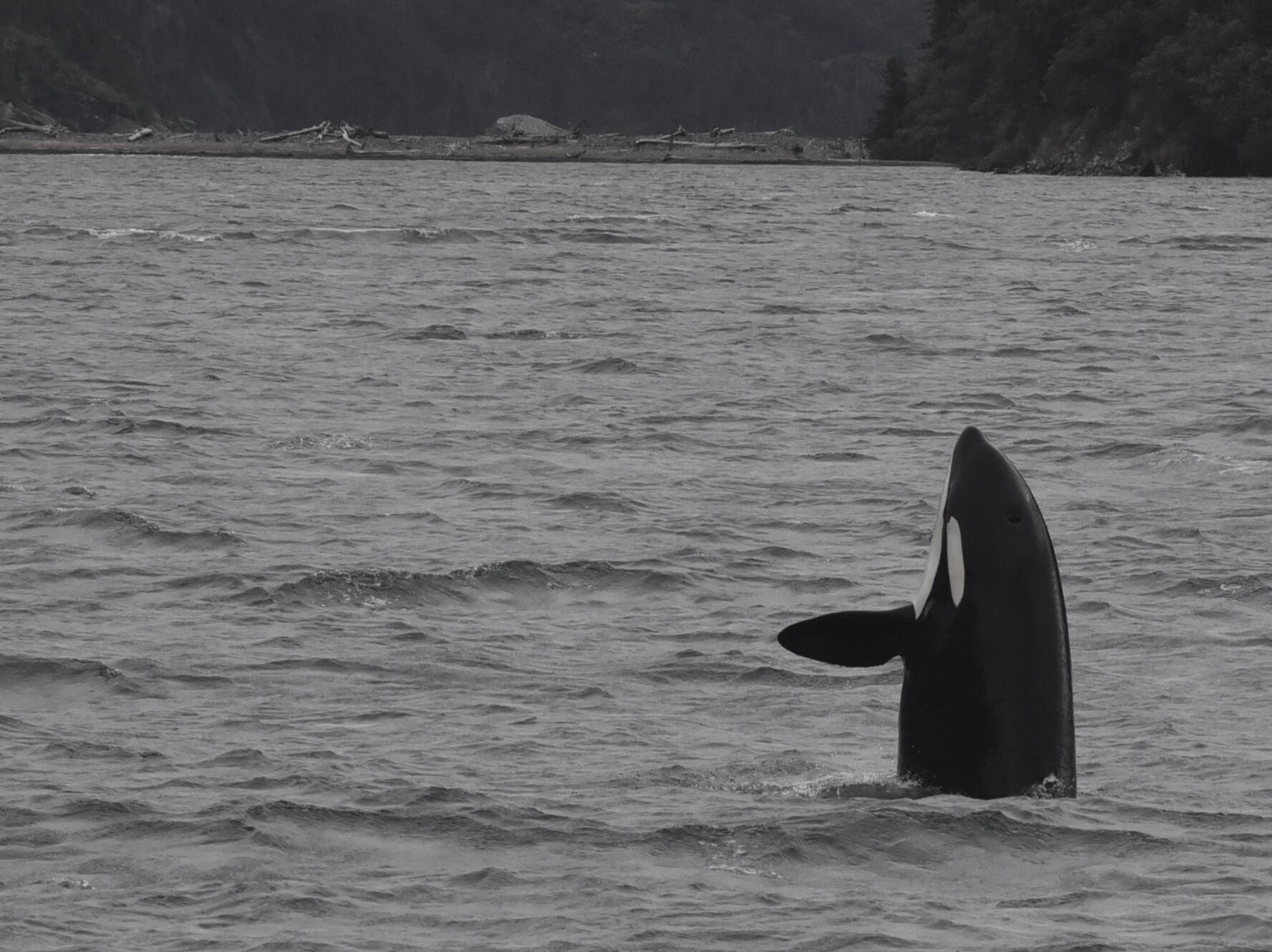 Courtesy Photo / North Gulf Oceanic Society, NMFS research permit 20341
Orcas, like the ones shown in this photo, live to about the same age as people, with females living longer than males.